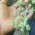 野菊花茎叶