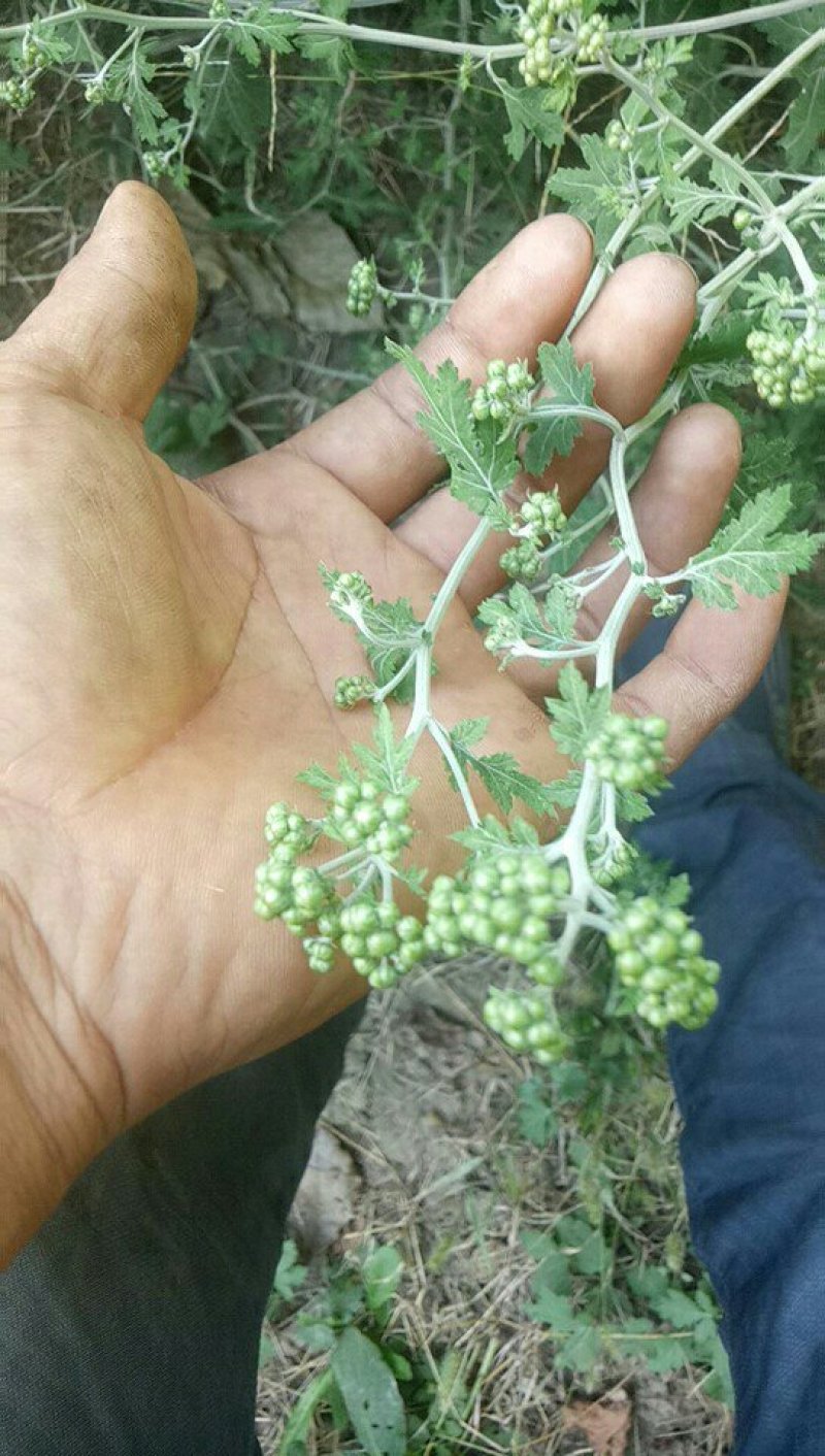 野菊花茎叶