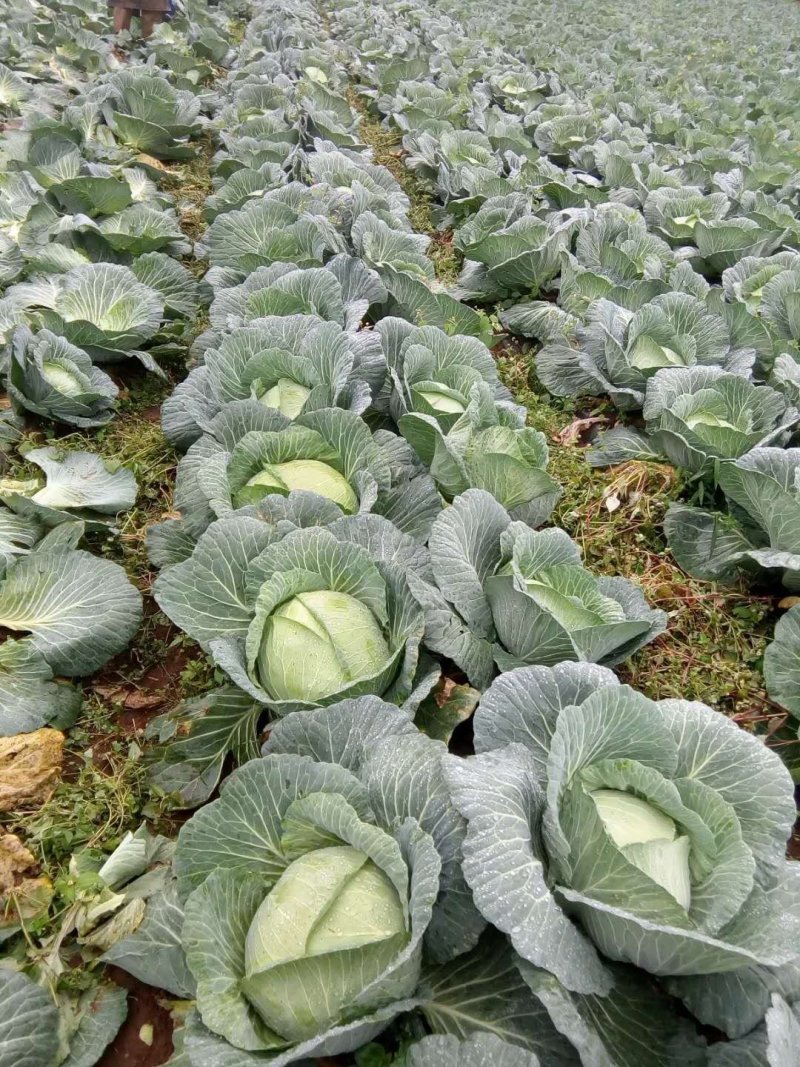 扁包菜预售产地直供货源充足实力代办期待长期合作共赢