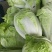夏阳白菜大量上市欢迎采购精品白菜可视频看货
