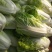 夏阳白菜大量上市欢迎采购精品白菜可视频看货
