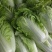 夏阳白菜大量上市欢迎采购精品白菜可视频看货