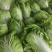 夏阳白菜大量上市欢迎采购精品白菜可视频看货
