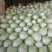 夏阳白菜大量上市欢迎采购精品白菜可视频看货