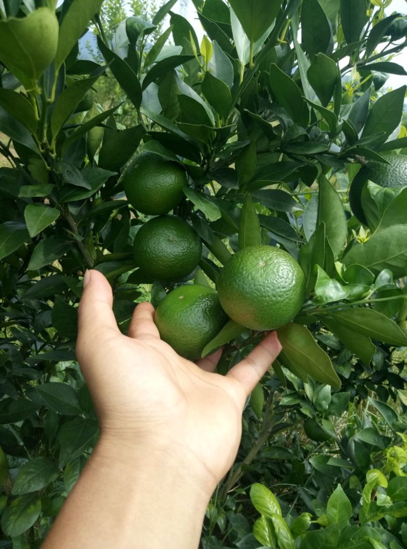 皇帝柑，青果上市中