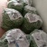 刚刚上市的豆角架豆王豆角20厘米以上