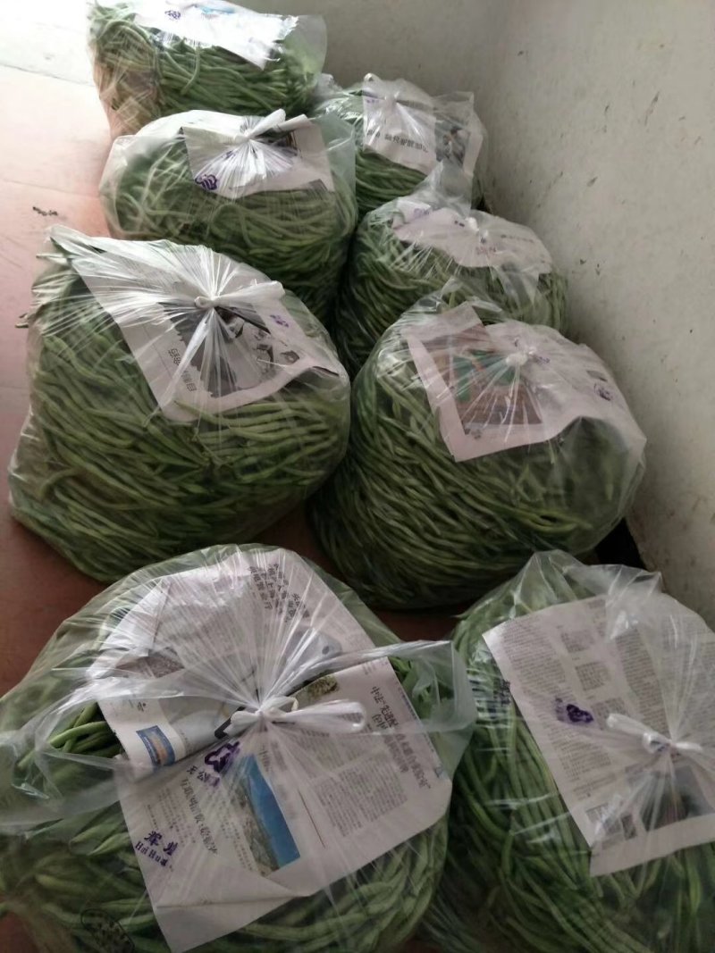 刚刚上市的豆角架豆王豆角20厘米以上