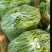 刚刚上市的豆角架豆王豆角20厘米以上