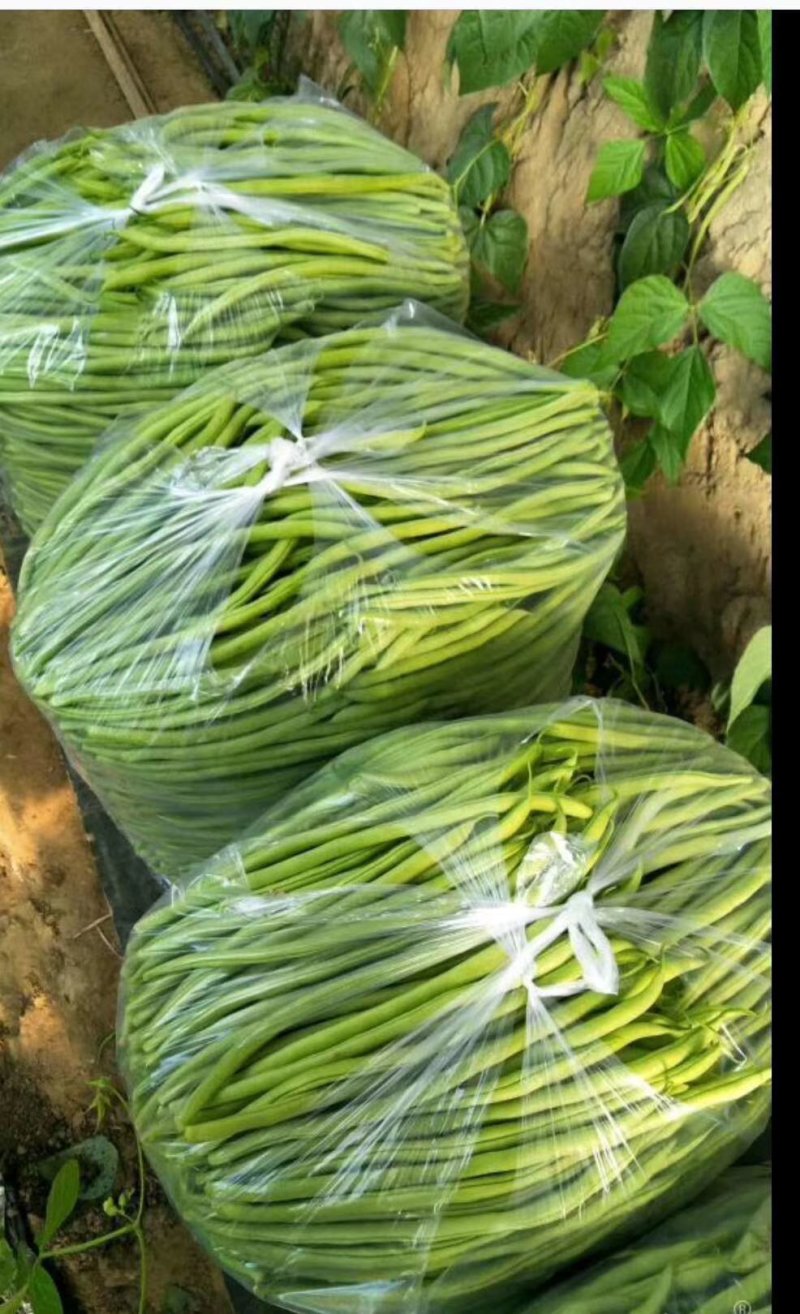 刚刚上市的豆角架豆王豆角20厘米以上