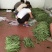 刚刚上市的豆角架豆王豆角20厘米以上