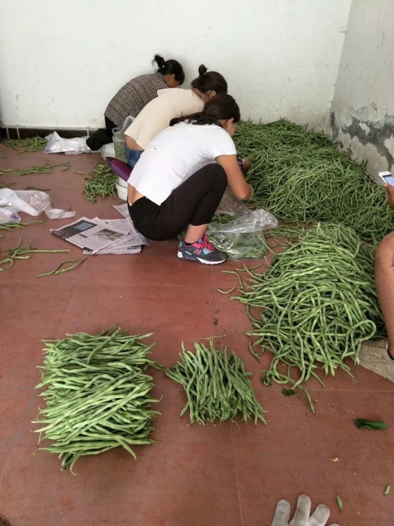 刚刚上市的豆角架豆王豆角20厘米以上