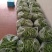 刚刚上市的豆角架豆王豆角20厘米以上