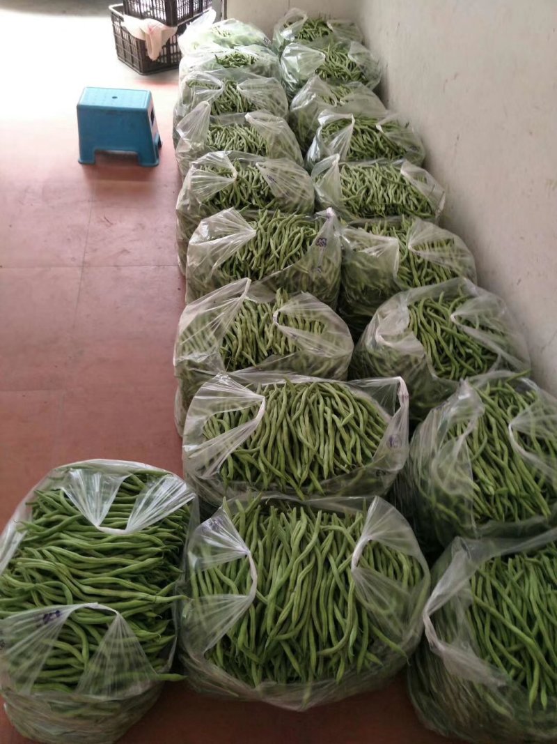 刚刚上市的豆角架豆王豆角20厘米以上