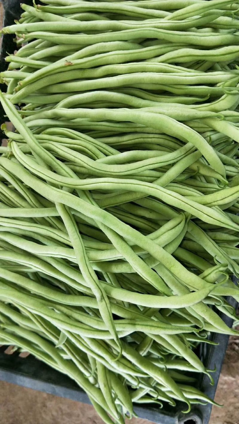 刚刚上市的豆角架豆王豆角20厘米以上