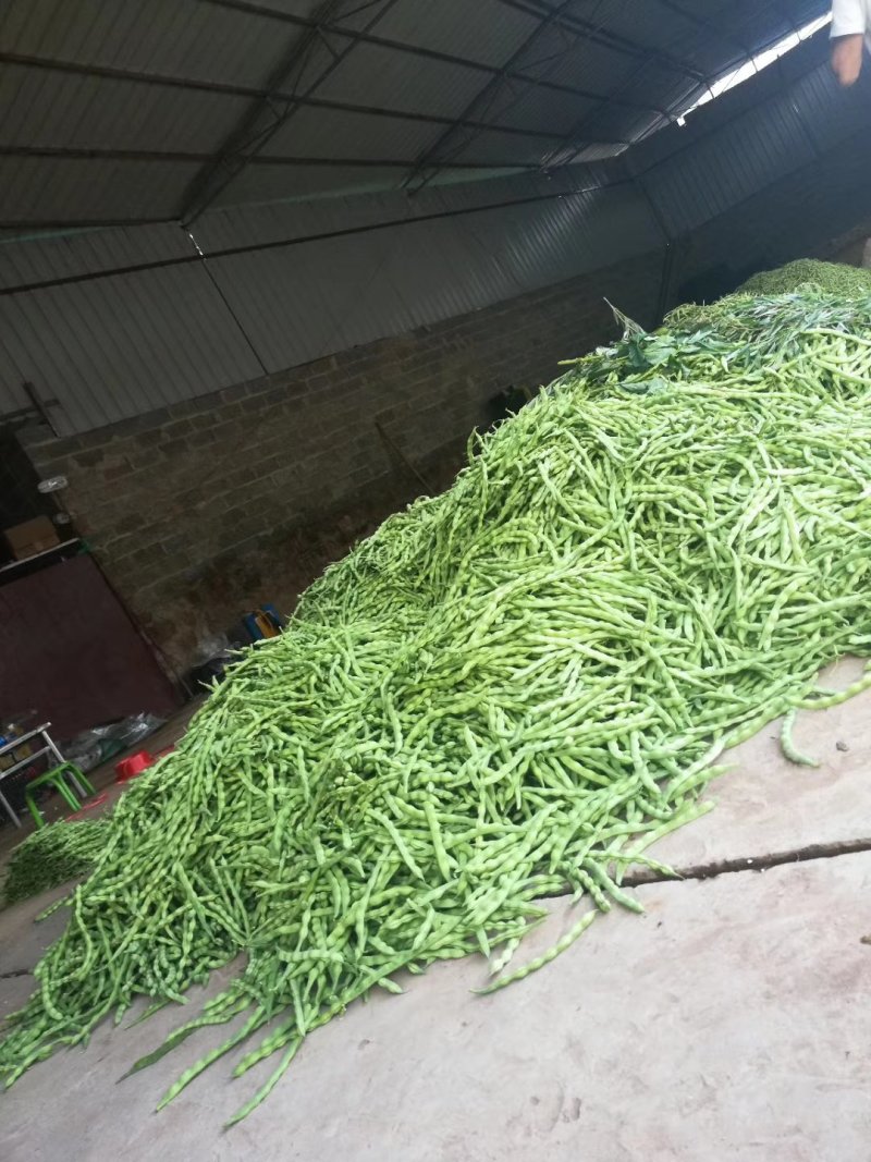 刚刚上市的豆角架豆王豆角20厘米以上