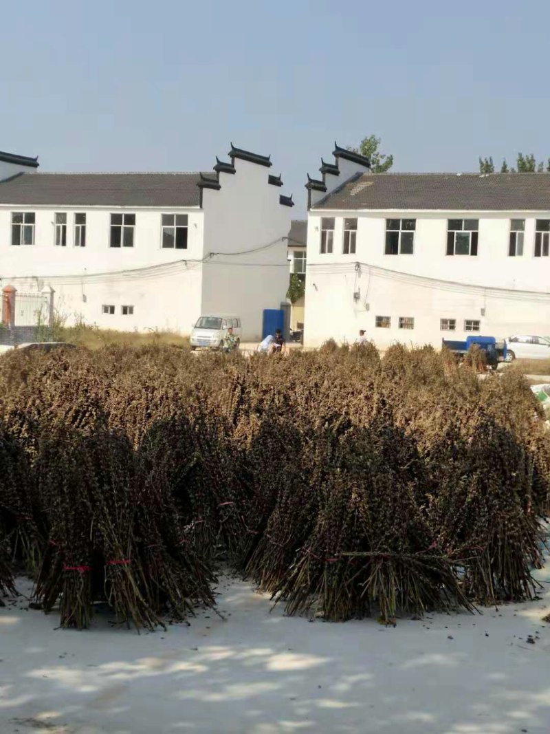 大量芝麻上市，2018新芝麻，籽粒饱满，成色好。