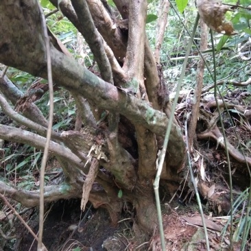 映山红杜鹃