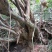 映山红杜鹃