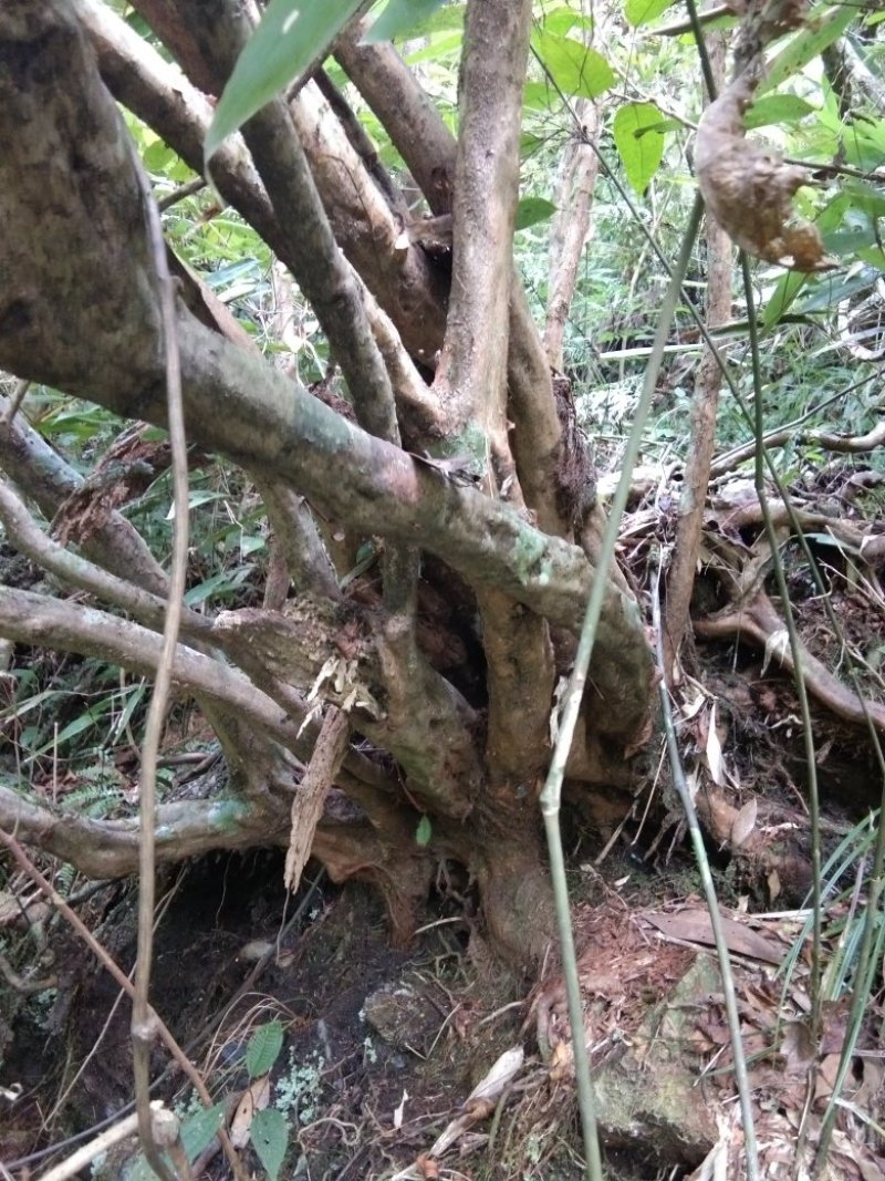 映山红杜鹃