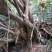 映山红杜鹃