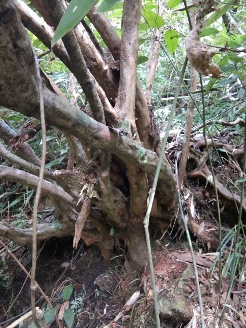 映山红杜鹃