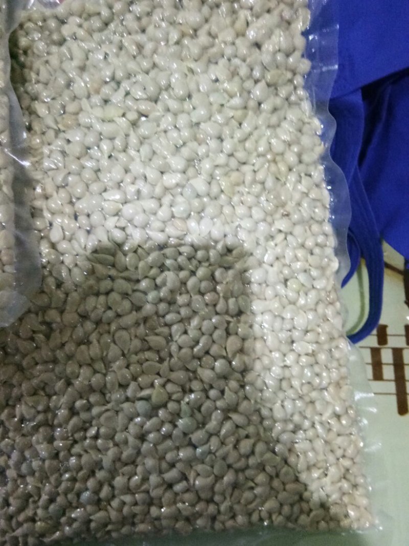 正宗小叶软枝香橙种子