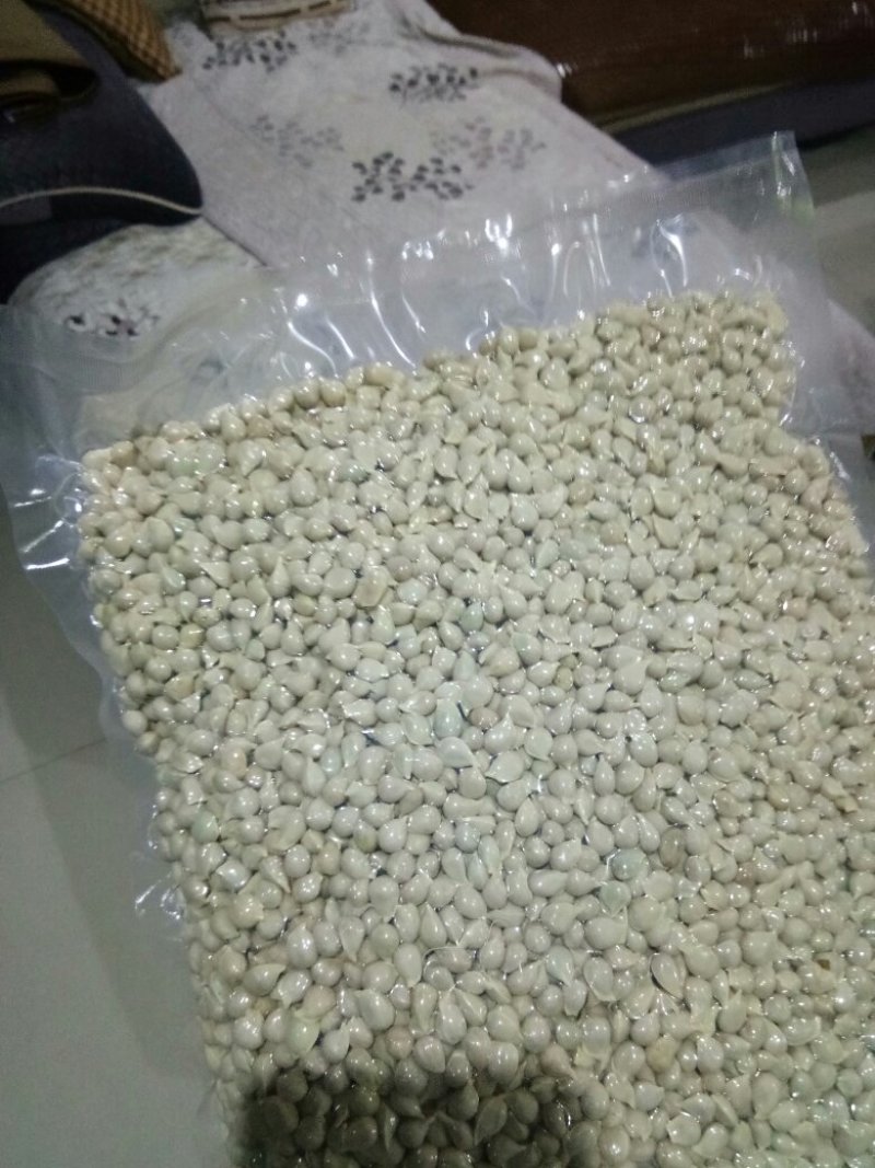 正宗小叶软枝香橙种子