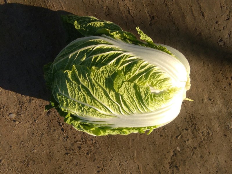 黄心菜，杠菜，北京3号，大量上市