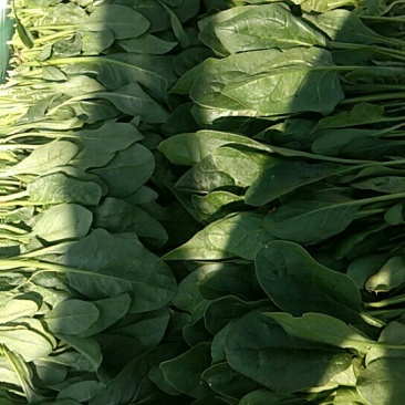 精品菠菜大量上市价格便宜质量保证有要的速联系
