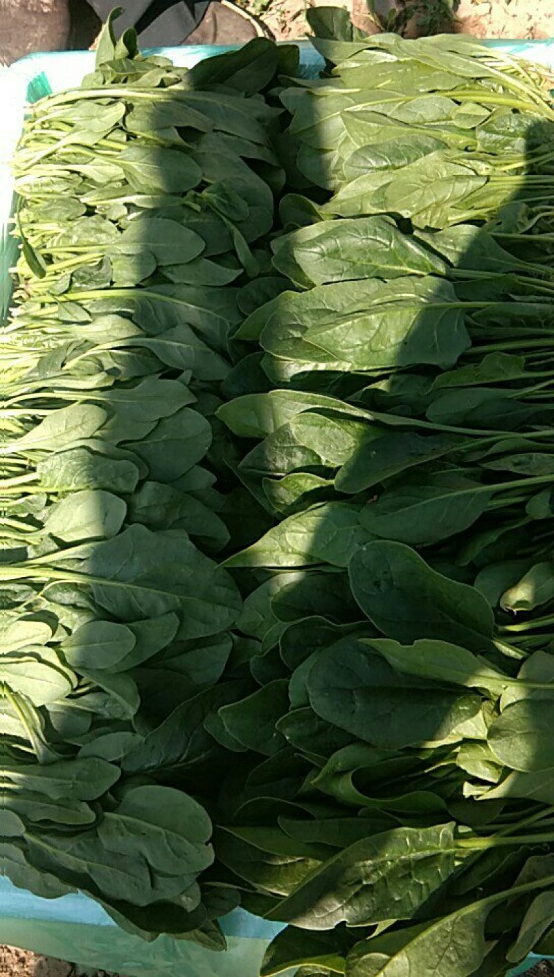 精品菠菜大量上市价格便宜质量保证有要的速联系