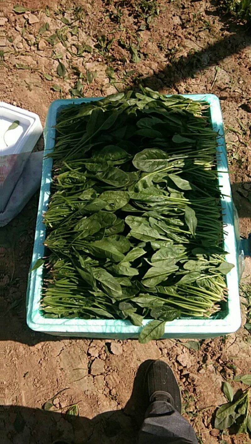精品菠菜大量上市价格便宜质量保证有要的速联系