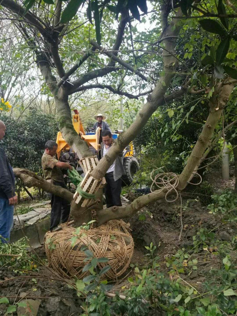 象牙红，造型象牙红