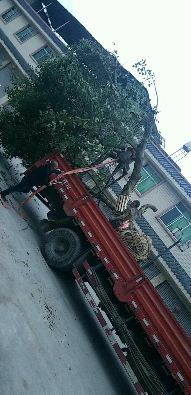 象牙红，造型象牙红