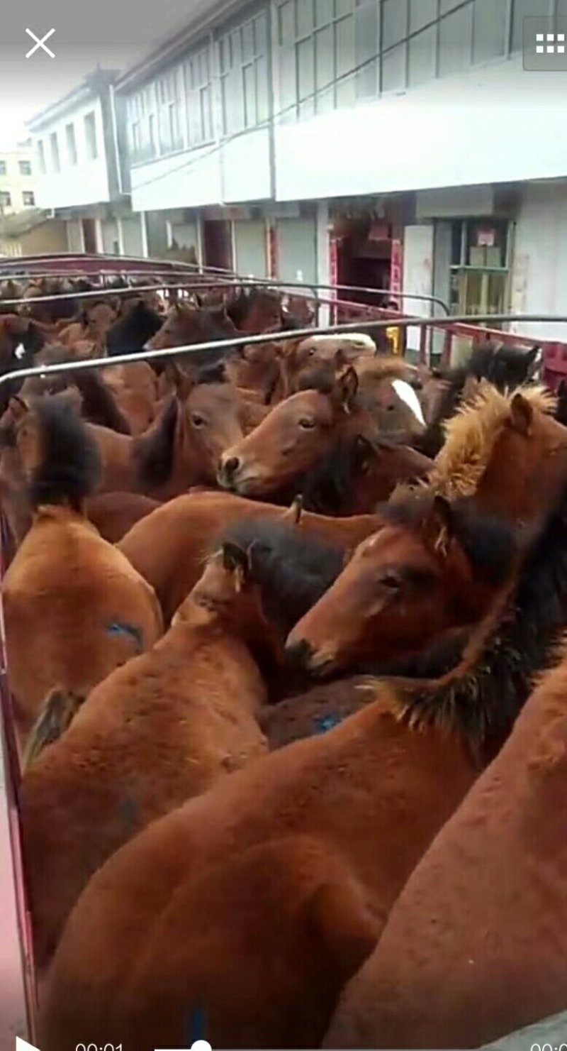 肉马，小马苗！半血马！养殖马！椅马！等/！