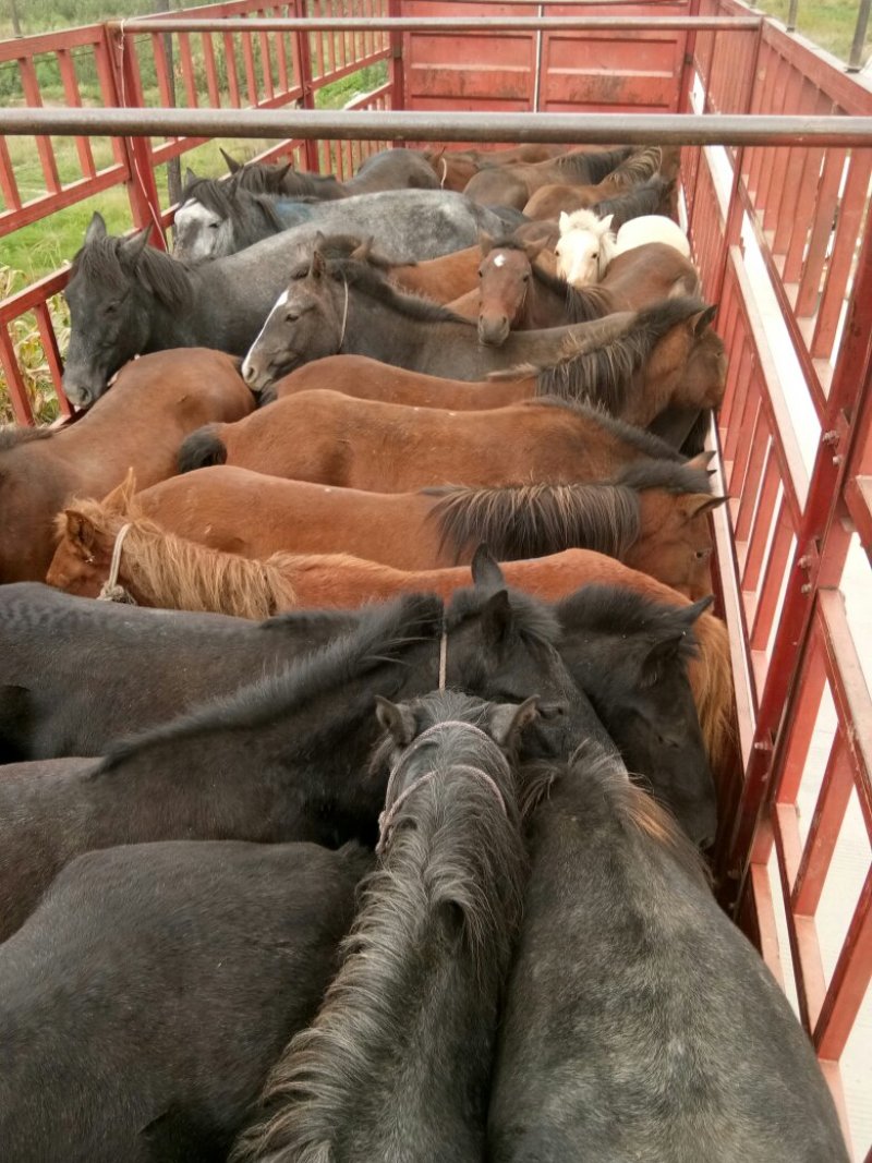肉马，小马苗！半血马！养殖马！椅马！等/！