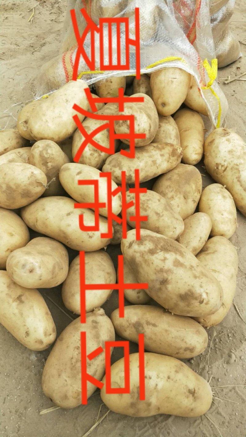 陕北榆林土豆大量上市
