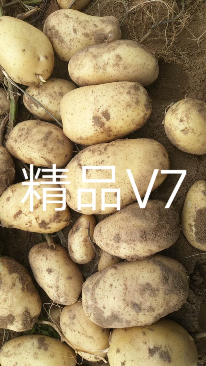 陕北榆林土豆大量上市