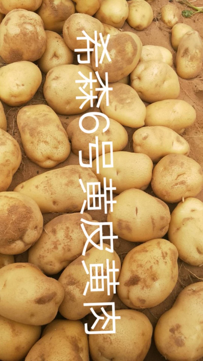 陕北榆林土豆大量上市
