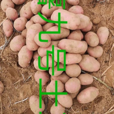 陕北榆林土豆大量上市