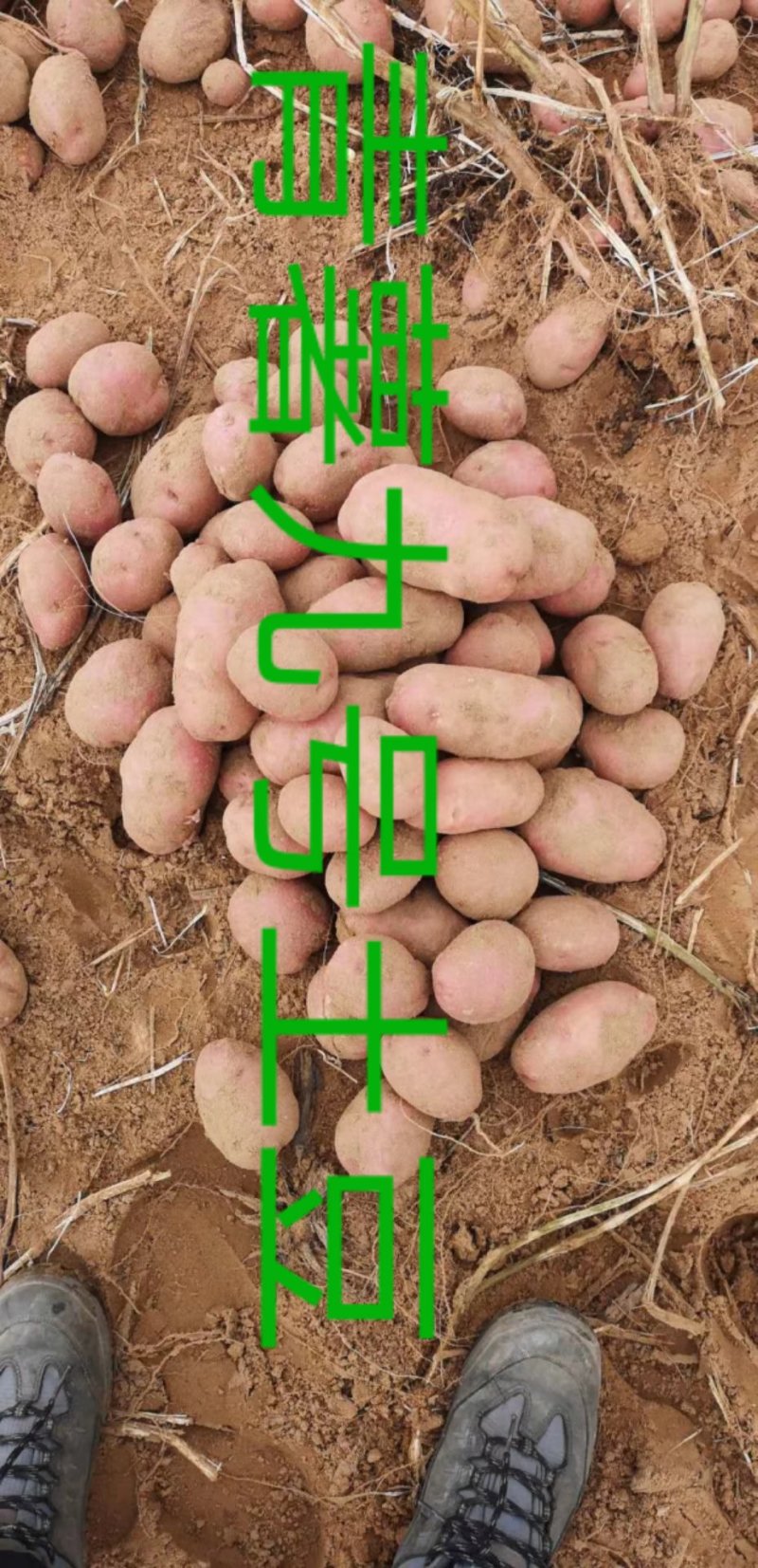 陕北榆林土豆大量上市
