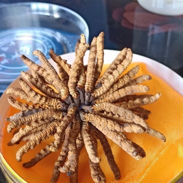 冬虫夏草