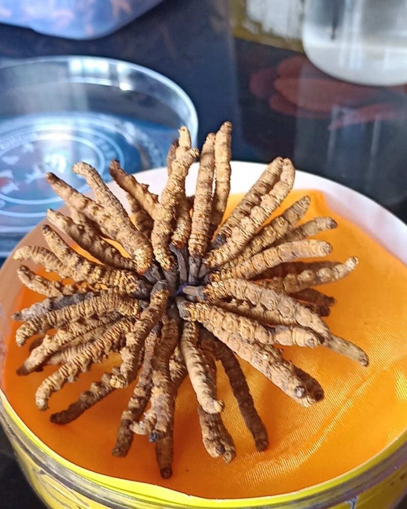 冬虫夏草