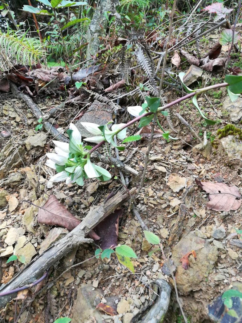龙胆草