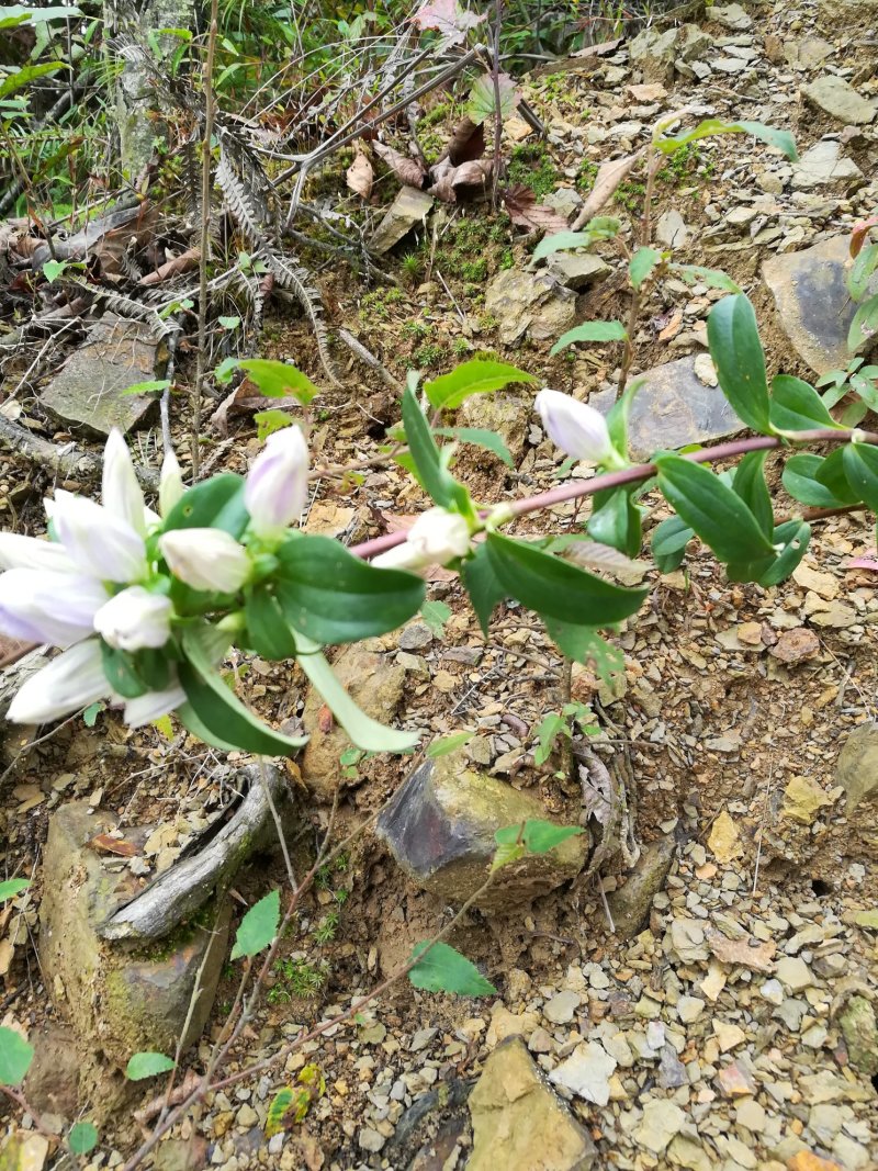 龙胆草