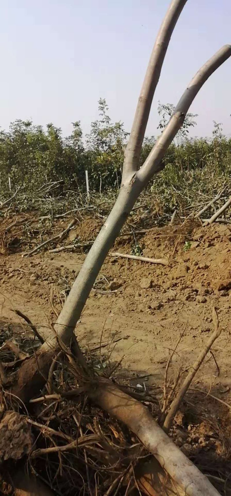 5到15公分占地核桃树量大便宜