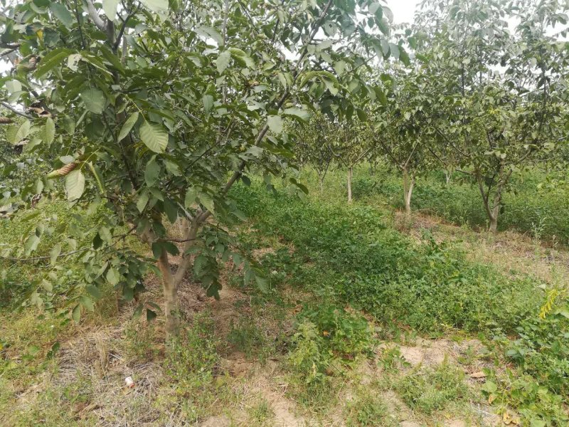 5到15公分占地核桃树量大便宜