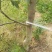 5到15公分占地核桃树量大便宜