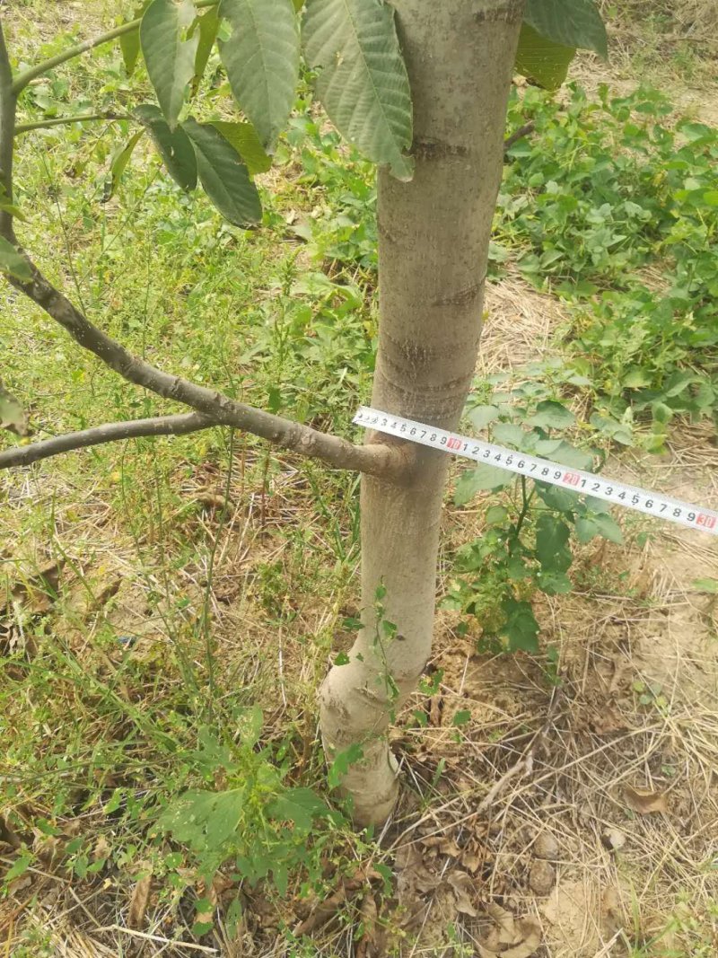 5到15公分占地核桃树量大便宜