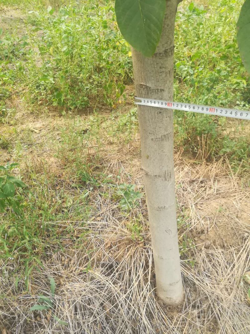5到15公分占地核桃树量大便宜
