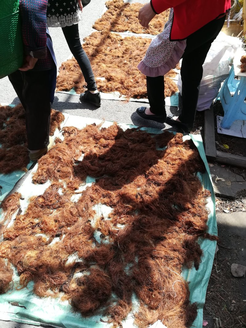 玉米须